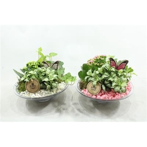 3338 GLAS 25 ROZE/WIT