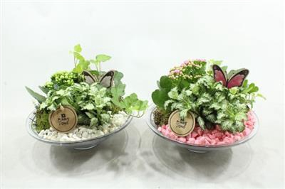 <h4>3338 GLAS 25 ROZE/WIT</h4>