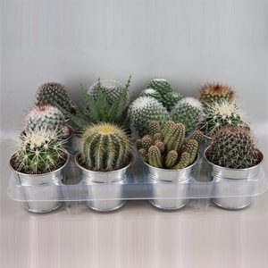 Cactus gemengd