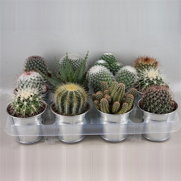 <h4>Cactus gemengd</h4>