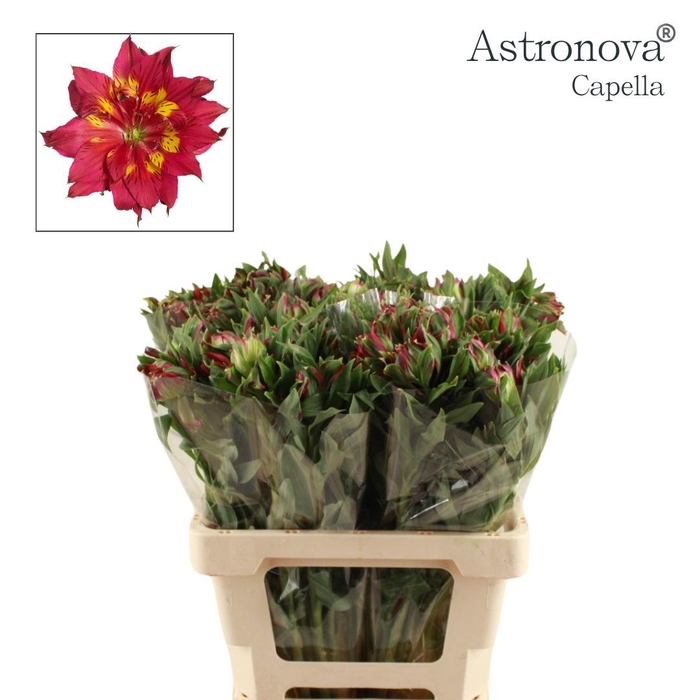 <h4>ALSTROEMERIA ASTRONOVA CAPELLA</h4>
