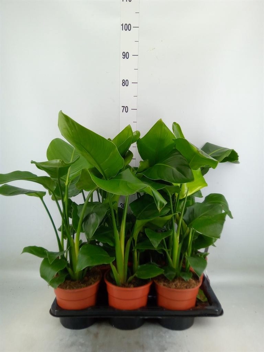 <h4>Strelitzia nicolai</h4>