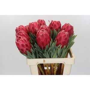 Protea Venus