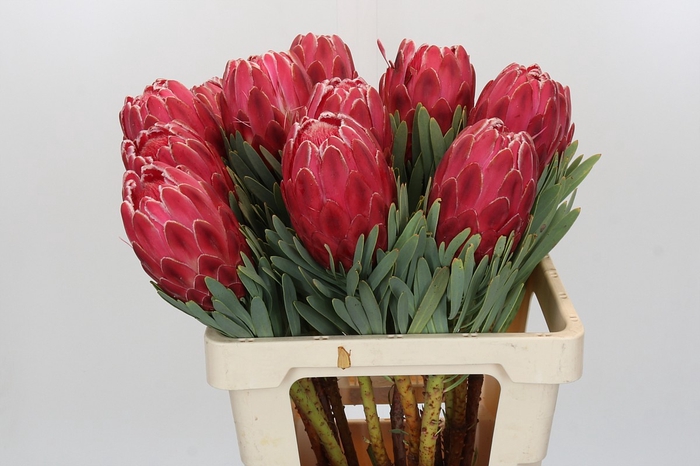 <h4>Protea Venus</h4>