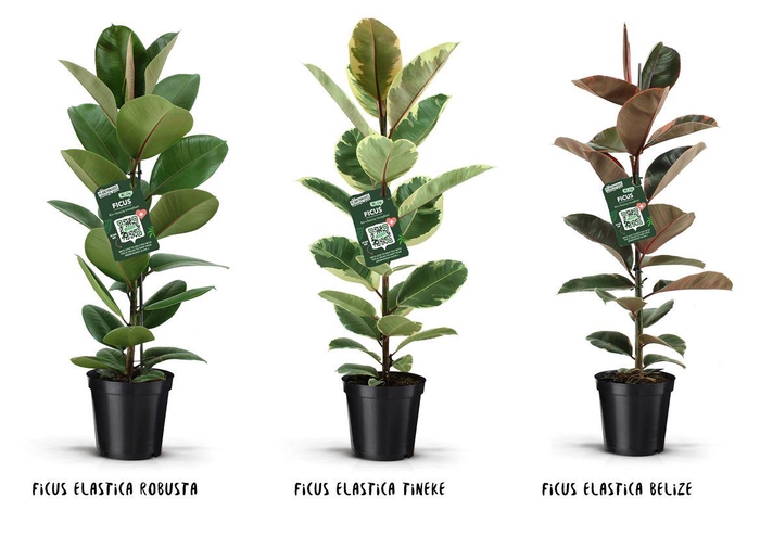 <h4>Ficus Elastica Mix</h4>