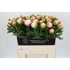 Paeonia Colonel Owen Cousins
