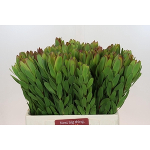 Leucadendron Goldstrike
