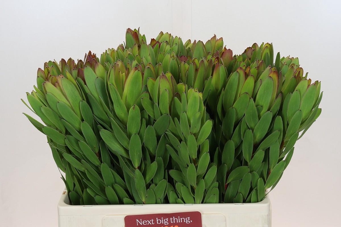 <h4>Leucadendron Goldstrike</h4>