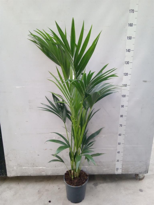 <h4>Howea forsteriana</h4>