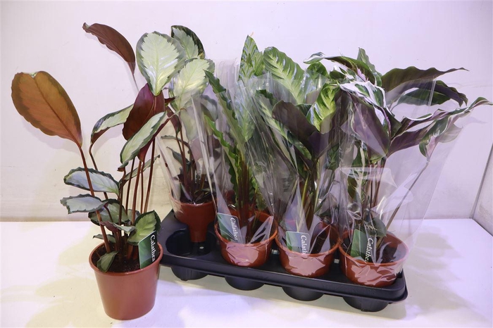 <h4>arr8 Calat Gem 3 Srt</h4>