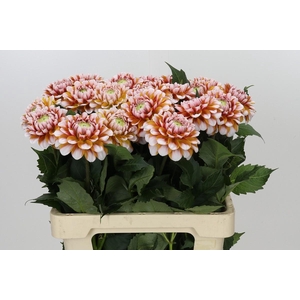 Dahlia Tangarine Dream