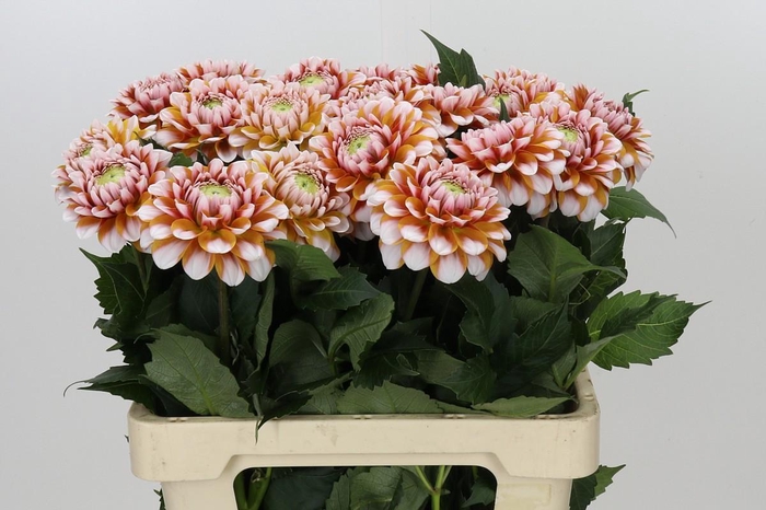 <h4>Dahlia Tangarine Dream</h4>