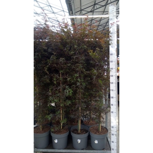 Acer palmatum 'Skeeters Broom'