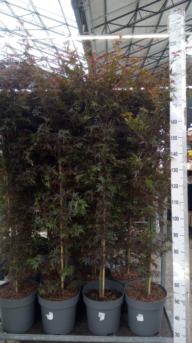 <h4>Acer palmatum 'Skeeters Broom'</h4>