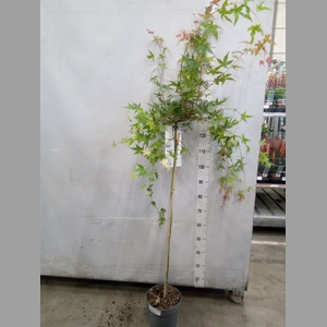 Acer palmatum 'Beni-Maiko'