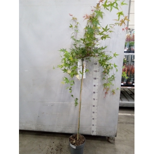 Acer palmatum 'Beni-Maiko'