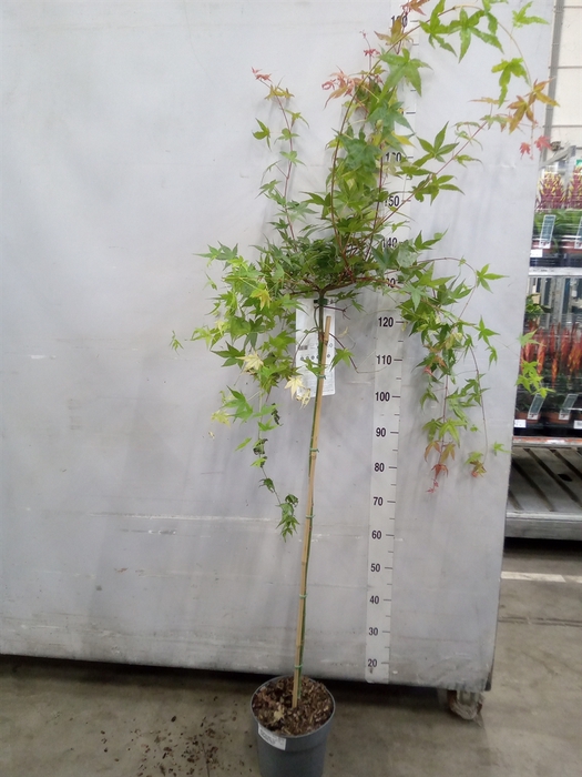 <h4>Acer palmatum 'Beni-Maiko'</h4>