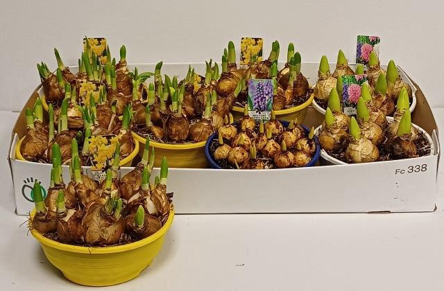 <h4>BOLBLOEMEN GEM</h4>