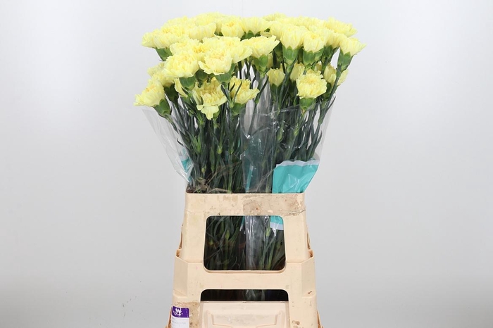 <h4>Dian St Hermes</h4>