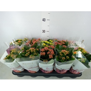 Kalanchoe blos. 'RoyalDon'   ..mix