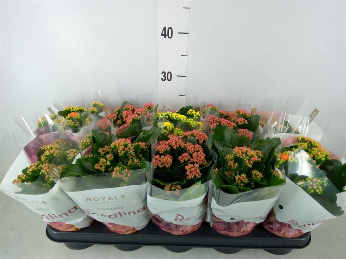 <h4>Kalanchoe blos. 'RoyalDon'   ..mix</h4>