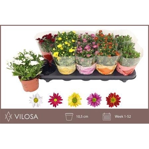 Chrysant Swifty Mix 10,5cm