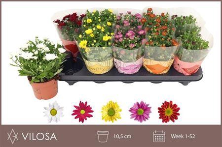 <h4>Chrysant Swifty Mix 10,5cm</h4>