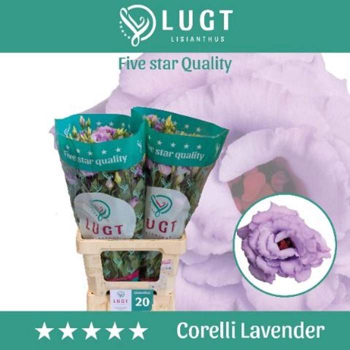 <h4>EUSTOMA RUSS. DU 'CORELLI LAVENDER'</h4>