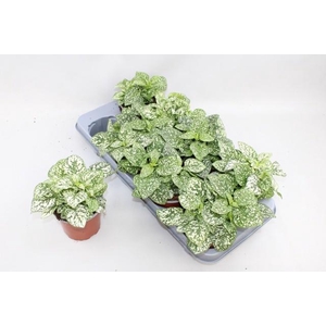 HYPOEST CONF C WHITE