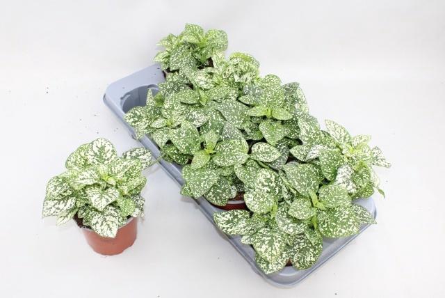 <h4>HYPOEST CONF C WHITE</h4>