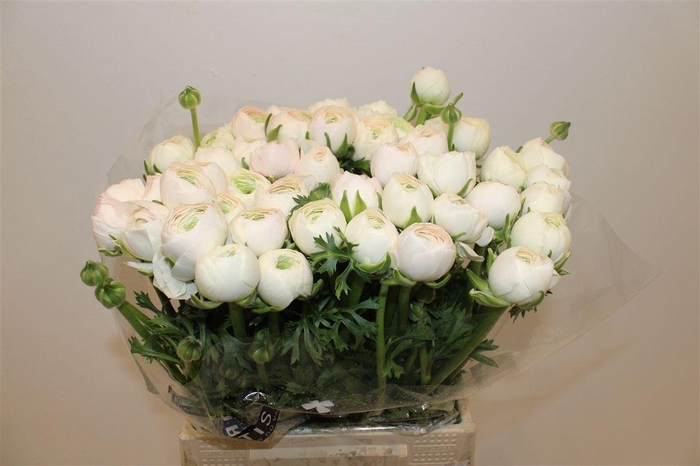 <h4>Ran Cloni Ex Hanoi</h4>