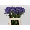 Agapanthus EYFORI Blue
