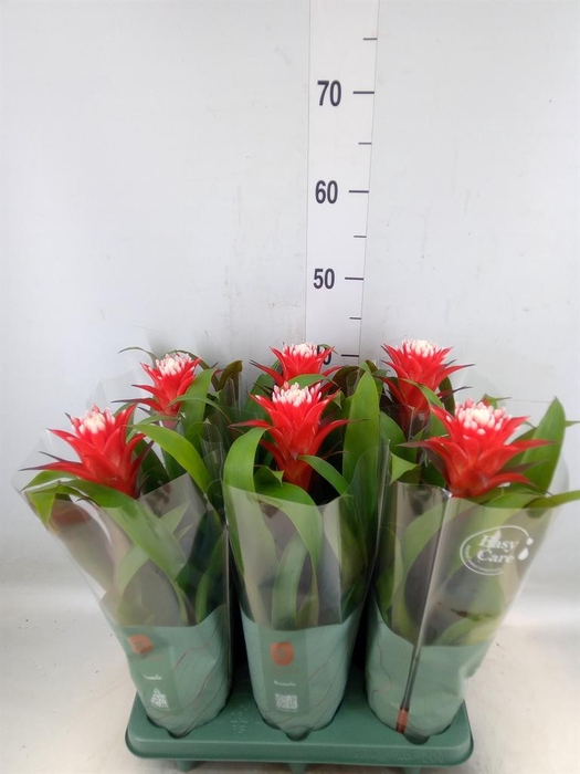 <h4>Guzmania  'Hope'</h4>