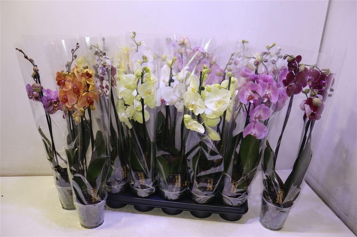 <h4>arr8 Phal Gem 5 Kl</h4>