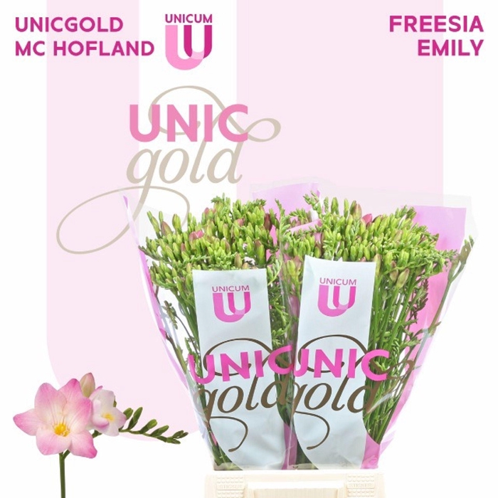 <h4>Freesia enk Emily</h4>