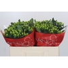 Hypericum Lucky Romance