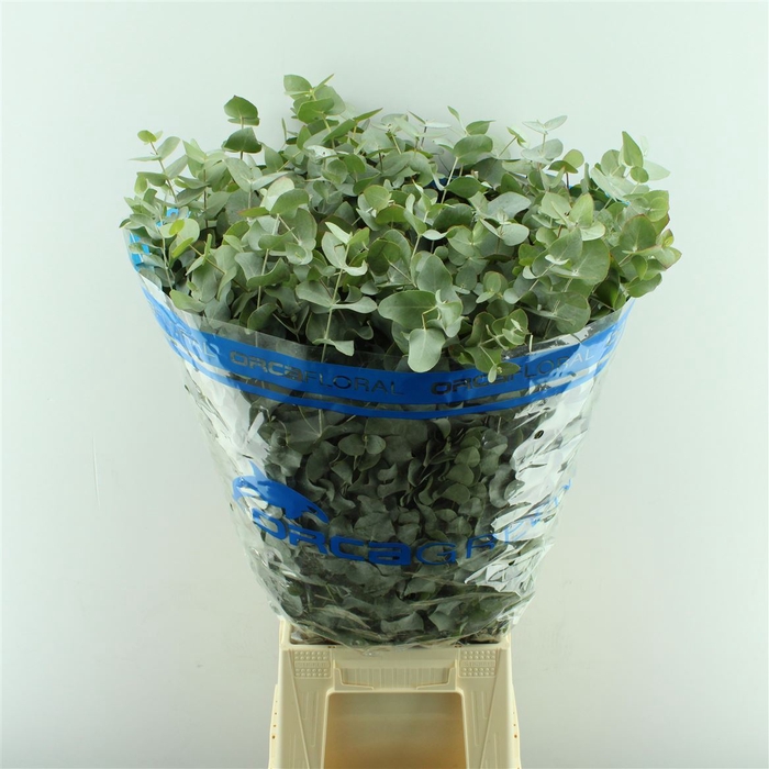<h4>EUCALYPTUS CINEREA</h4>