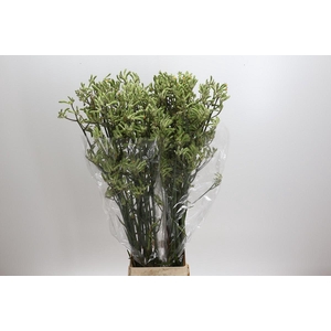 Anigozanthos green