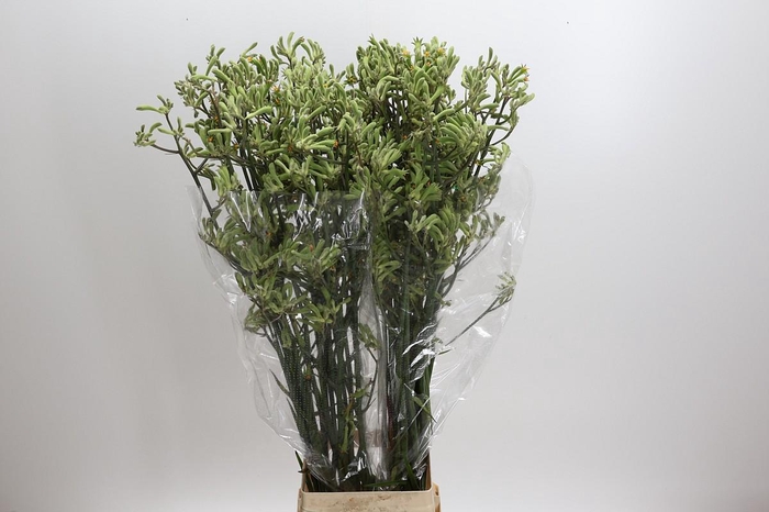 <h4>Anigozanthos green</h4>
