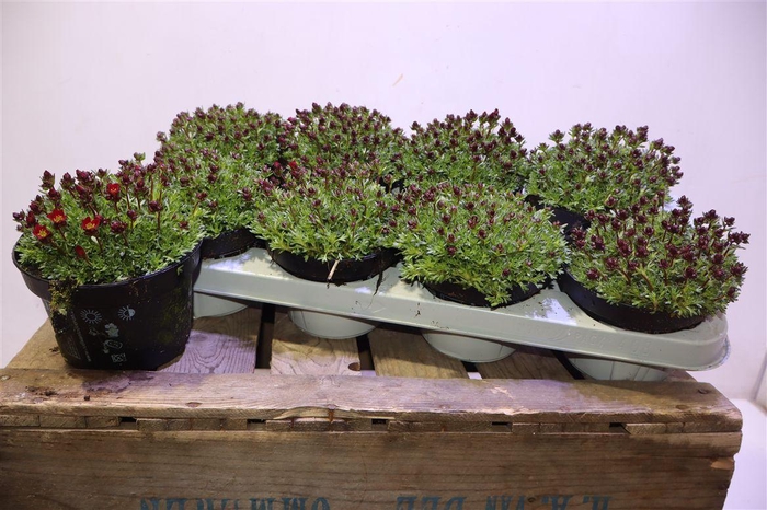 <h4>Saxif Ar Peter Pan</h4>