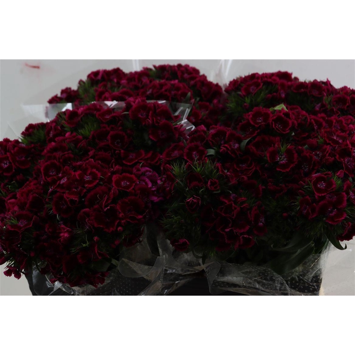 <h4>Di Barb Breanthus Jolly Purple Pink</h4>