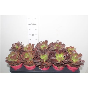 Aeonium Ab Velours