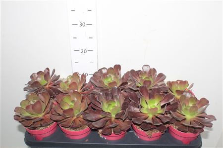 <h4>Aeonium Ab Velours</h4>