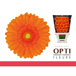 GE MI MAX-Diamond*40