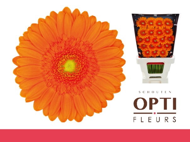 <h4>GE MI MAX-Diamond*60</h4>