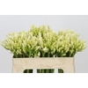 Agapanthus Gletsjer