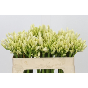 Agapanthus Gletsjer