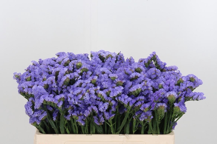 <h4>Lim S Sky Wings</h4>