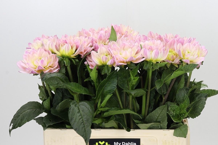 <h4>DAHLIA DIANAS MEMORY</h4>