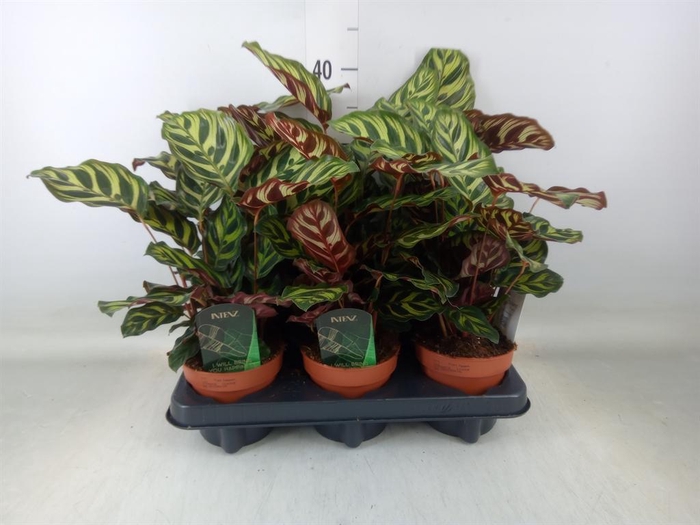 <h4>Calathea makoyana</h4>